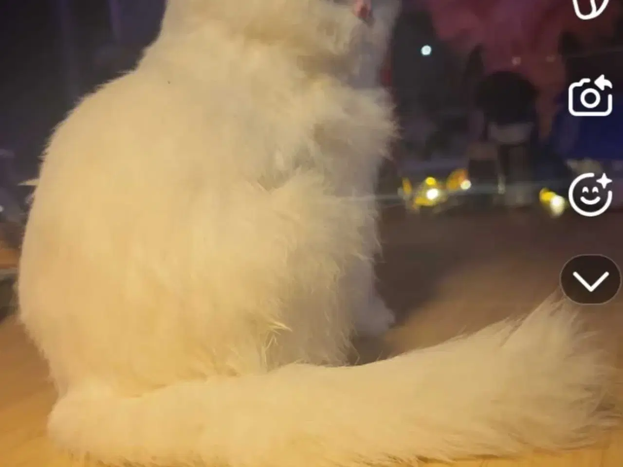 Billede 5 - Hvid Persisk Kattefigur