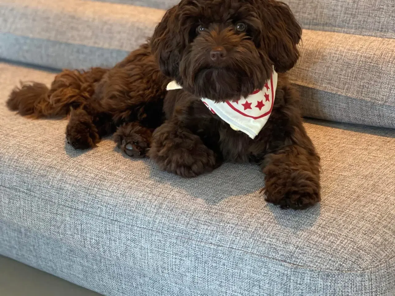 Billede 1 - Havapoo i farven Brun eller Party color
