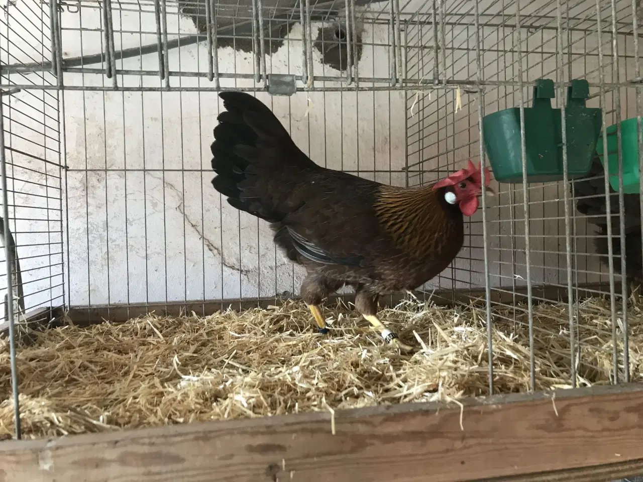 Billede 2 - Italiener