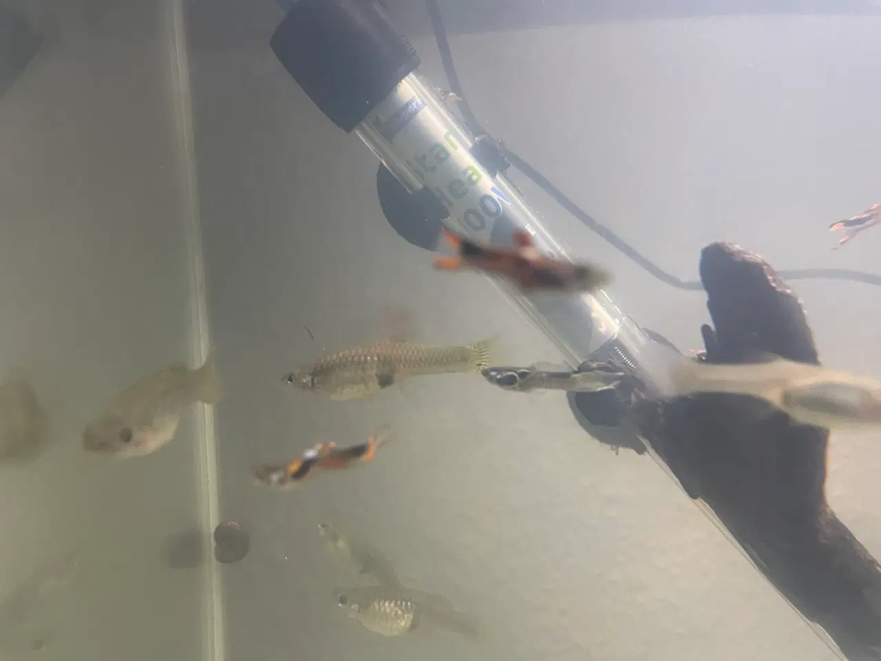 Billede 7 - Endlers Guppy - 1 par = 20kr