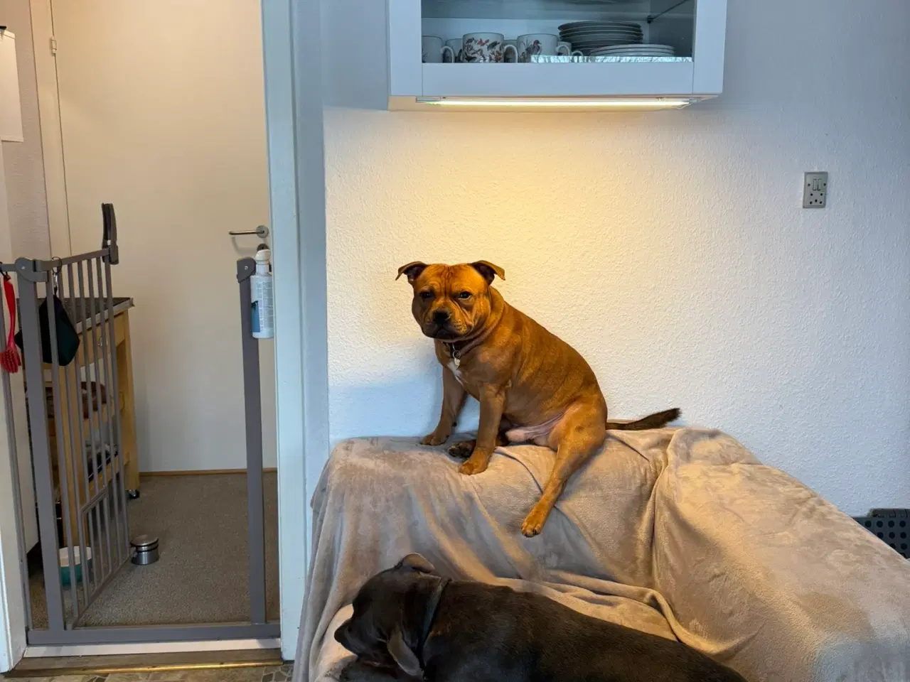 Billede 8 - Staffordshire Bull Terrier - Skøn hanhund