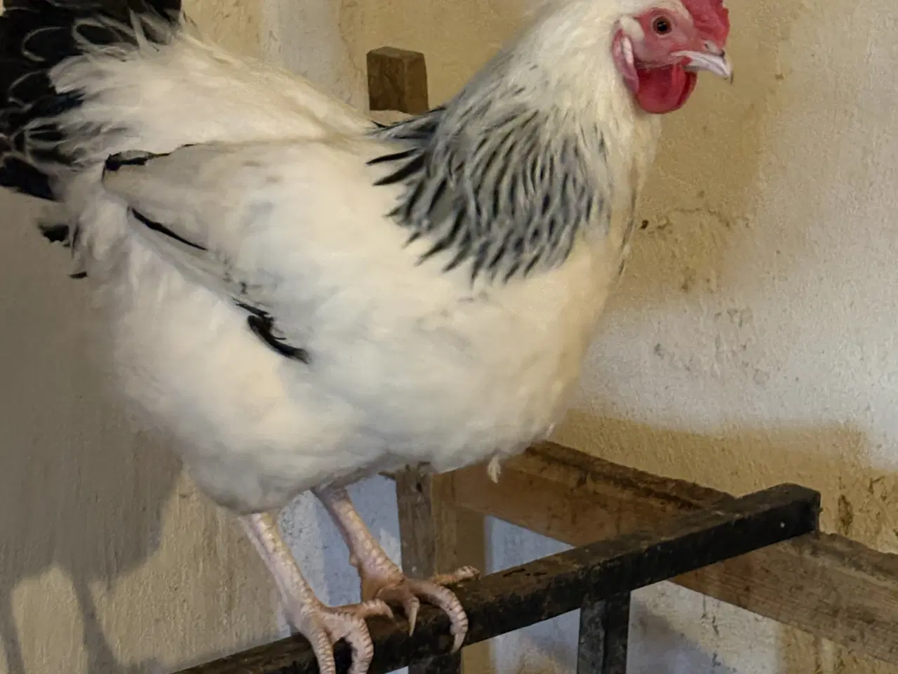 Billede 1 - Lys sussex hane