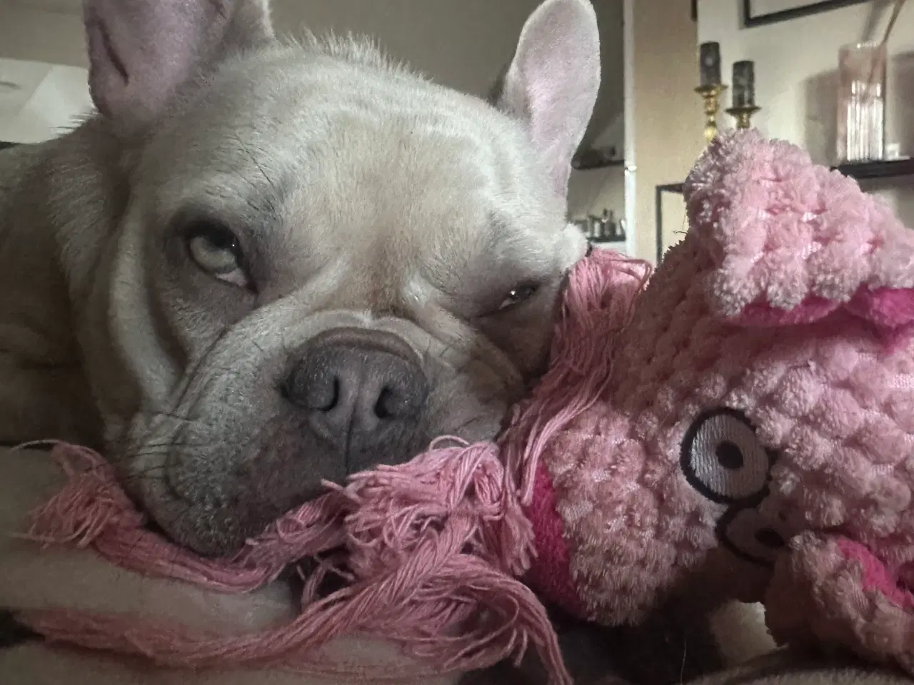 Billede 10 - Den smukkeste blue / zobel 