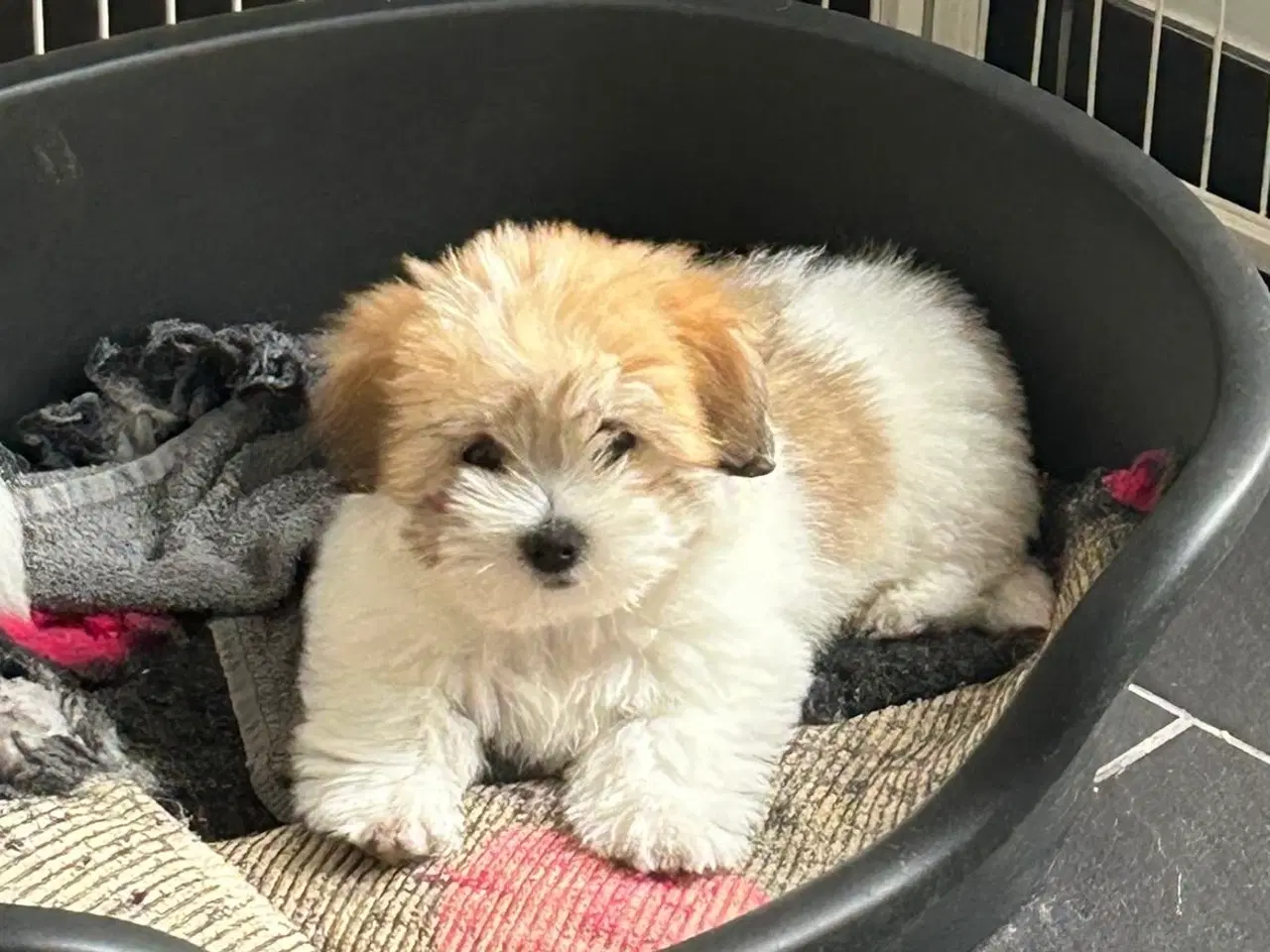 Billede 4 - Værtsfamilier søges