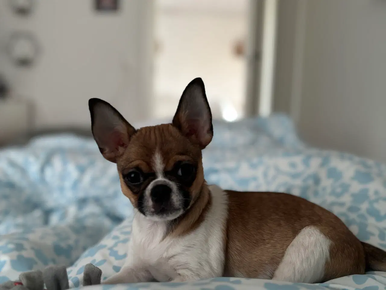Billede 11 - Dejlig hanhund tilbydes til avl. 