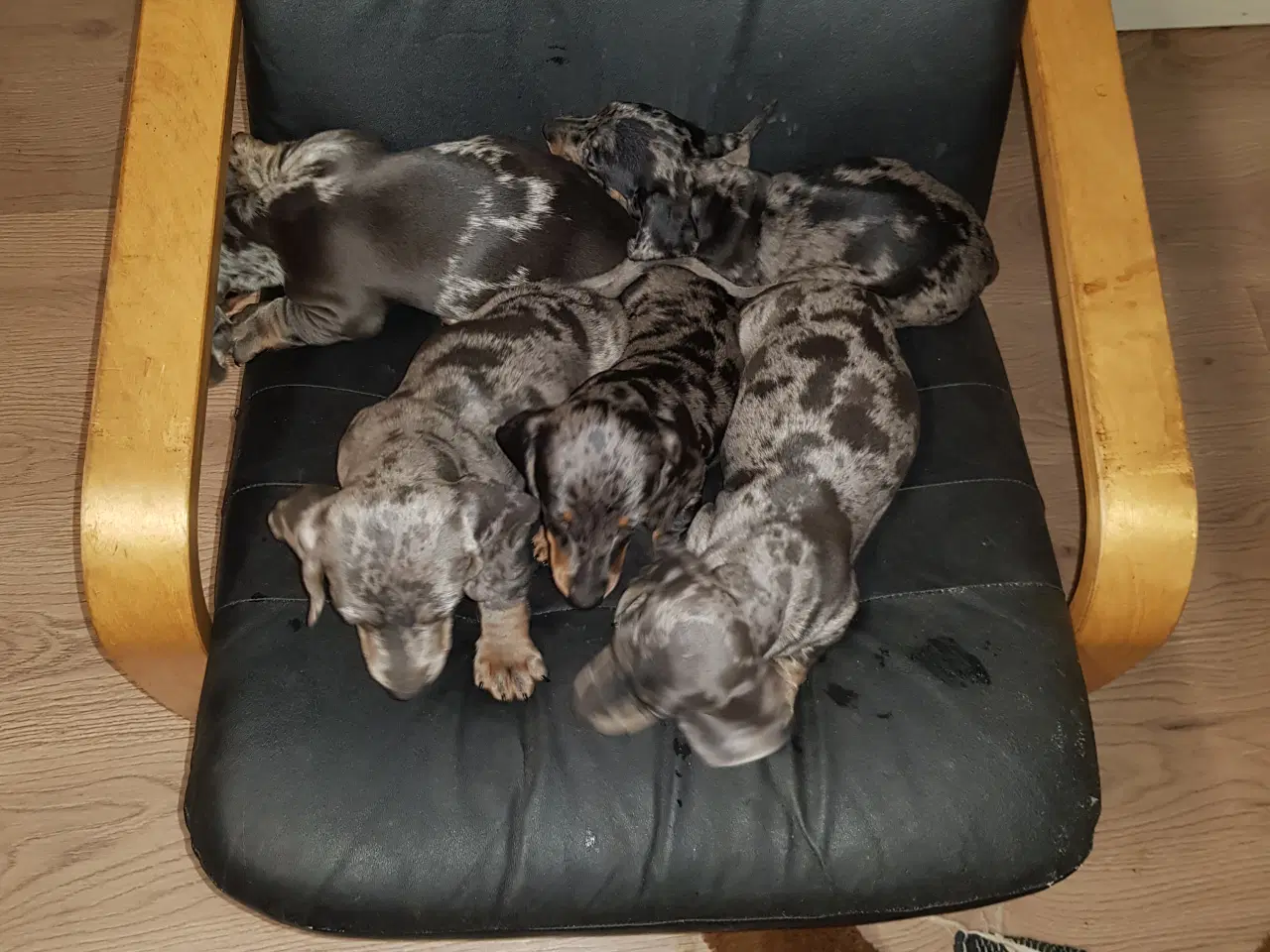 Billede 1 - gravhund