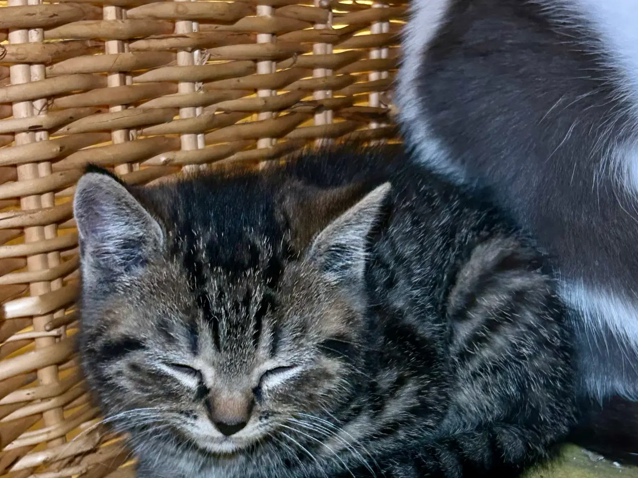 Billede 4 - British Shorthair killinger søger kærlige hjem