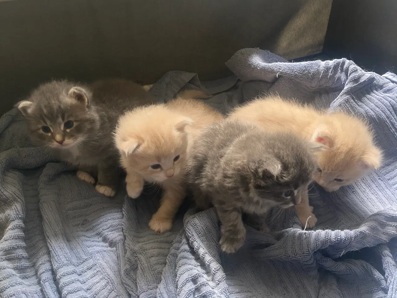 Billede 2 - Maincoon/Ragdoll/BS