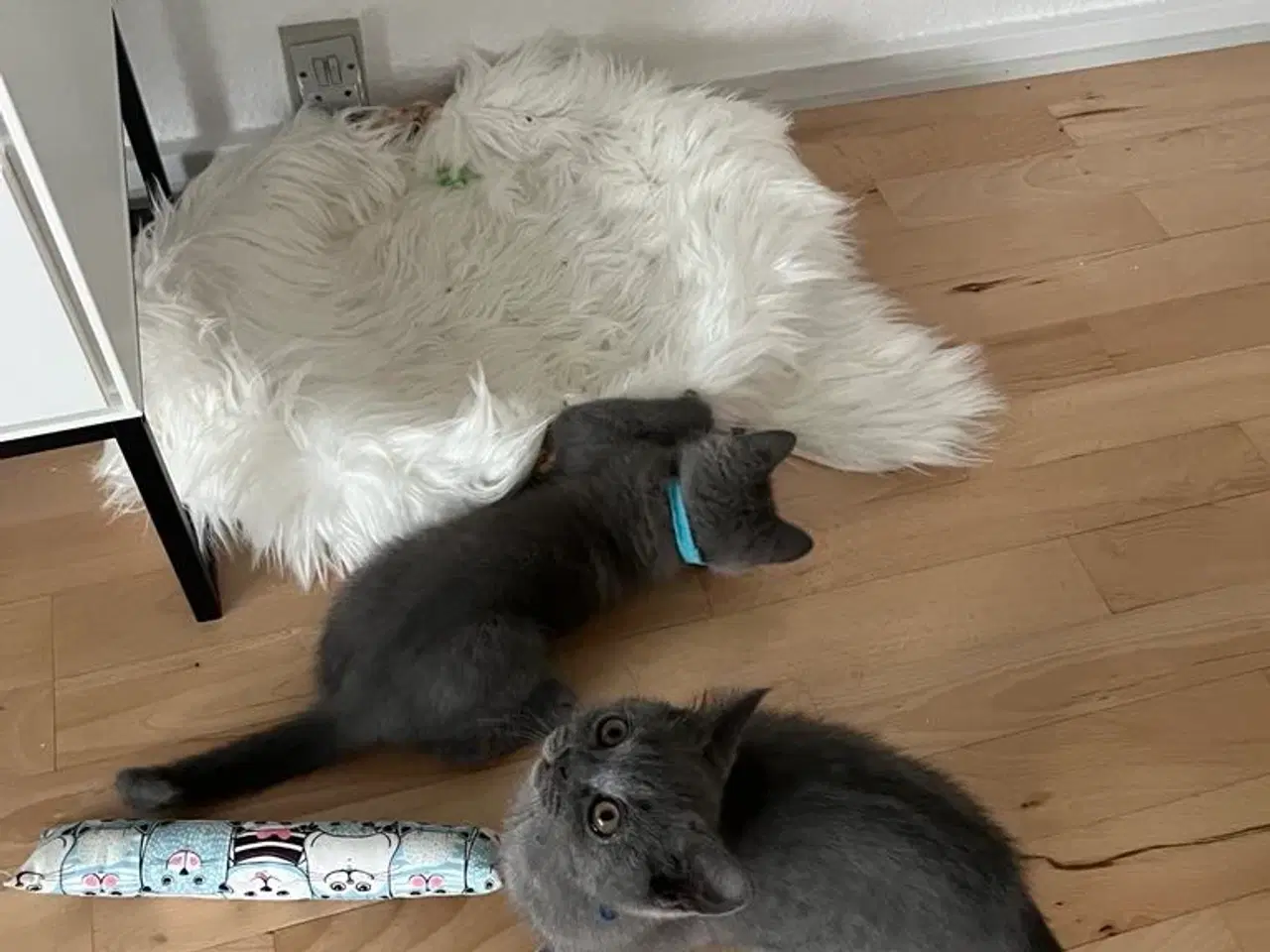 Billede 5 - Skønne British katte 