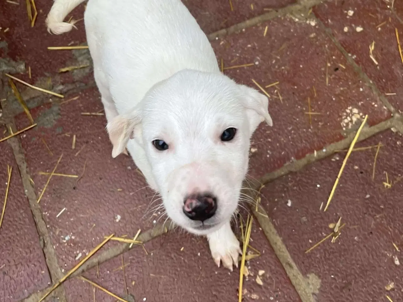 Billede 2 - Sødeste Creamy søger familie 