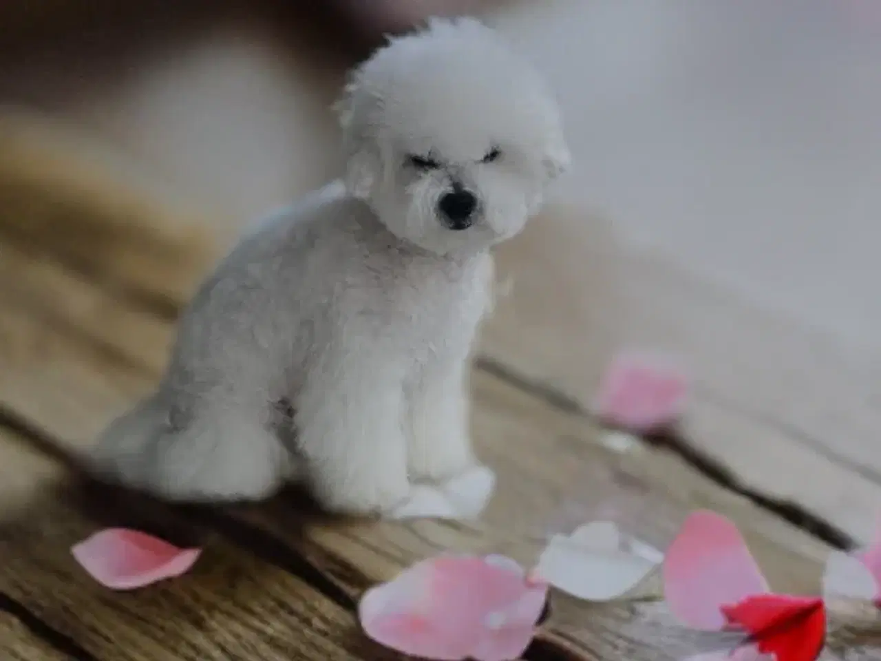 Billede 6 - Bichon Frise allergivenlige hvalpe 