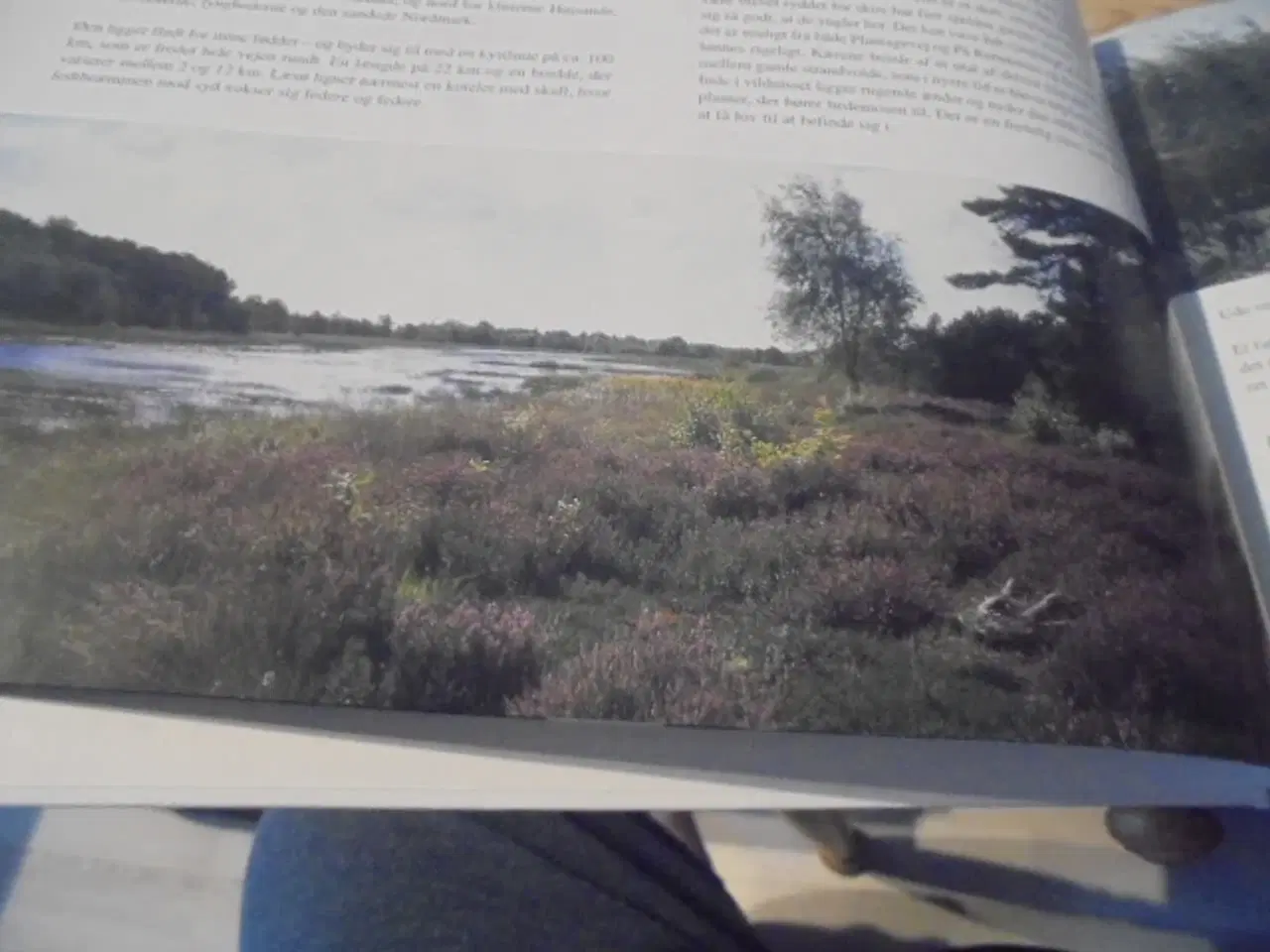 Billede 5 - Mellem klitter og rønner – Læsø’s gaver