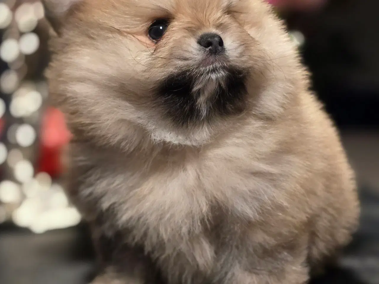 Billede 10 - Pomeranian hvalpe , 4 søde drenge. 