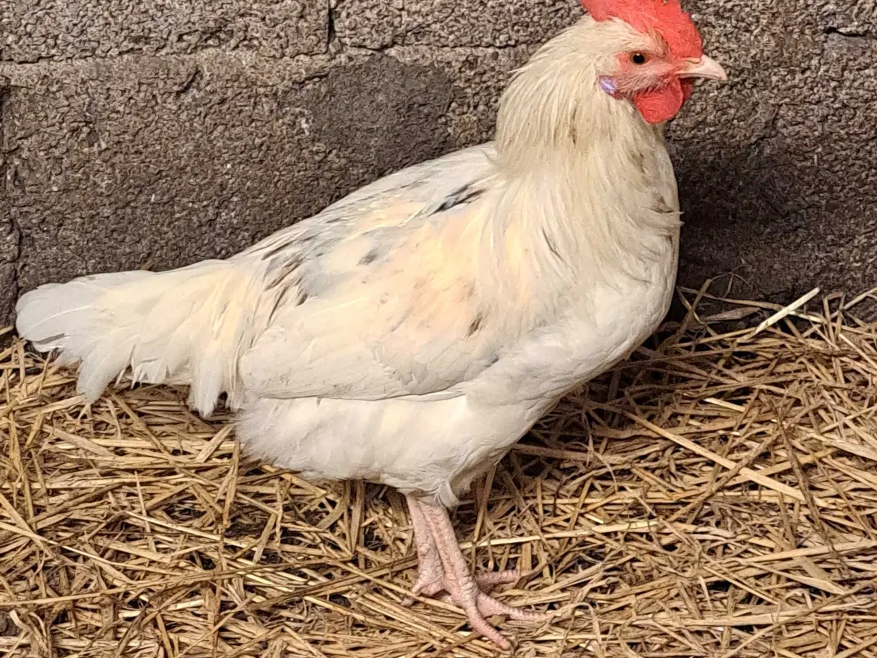 Billede 2 - 2 stk haner hvid italienere 