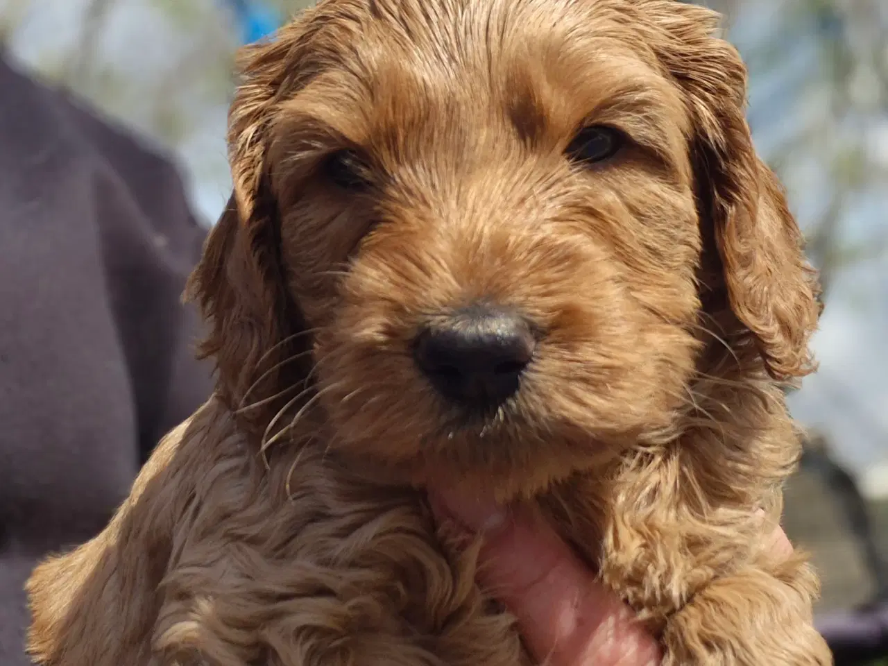 Billede 9 - Goldendoodle  hvalpe - 14-21 kg
