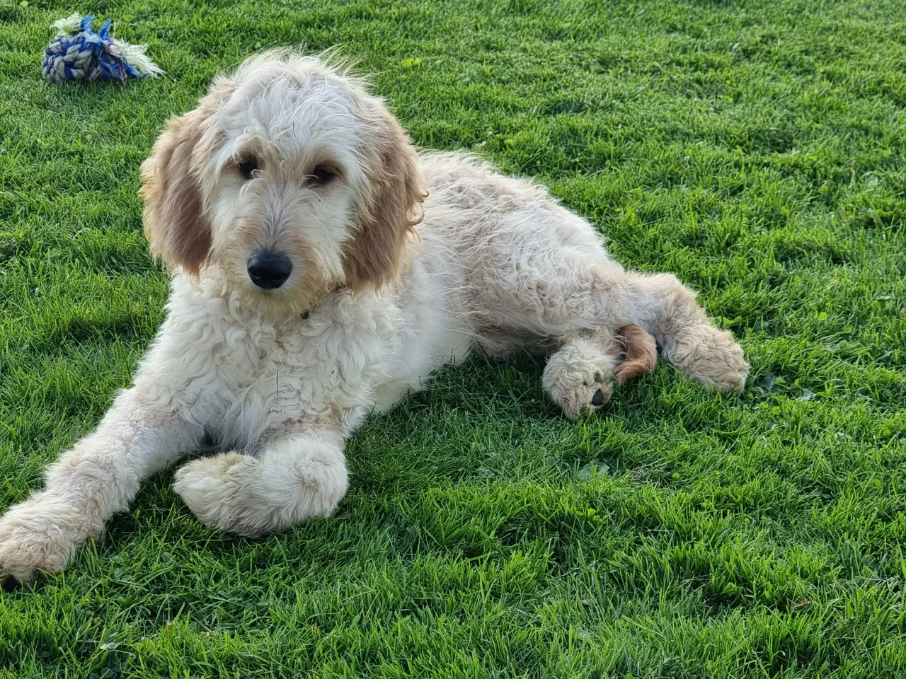 Billede 13 - skønheder Golden doodle hanner hvalpe