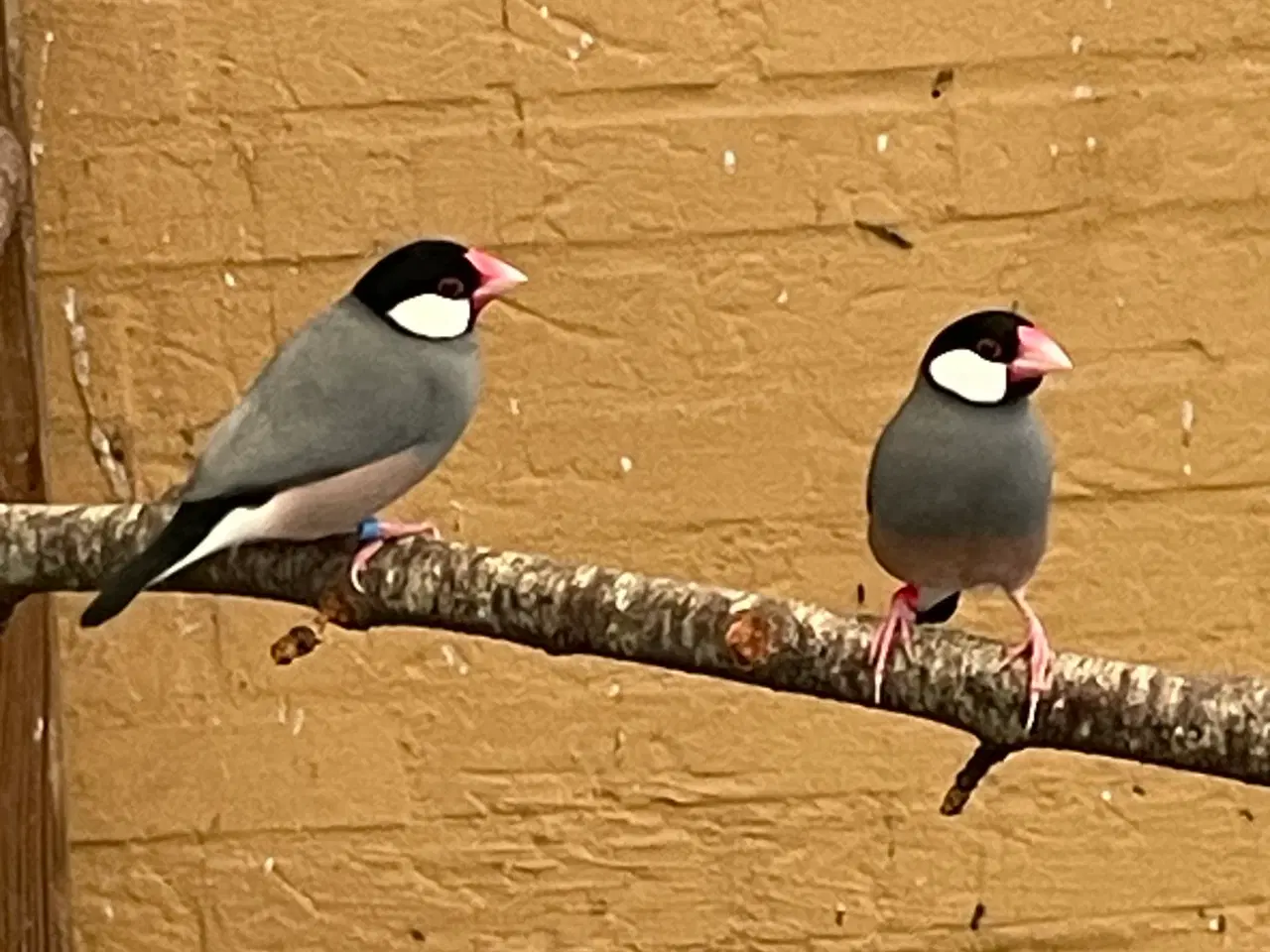 Billede 1 - Risfugle