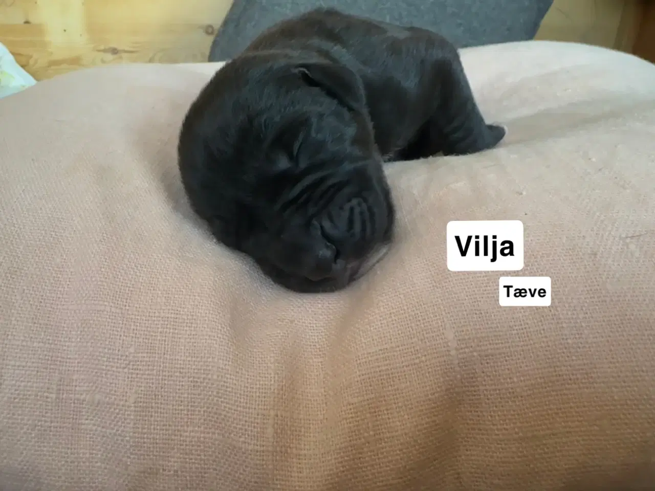 Billede 14 - Grand Danois hvalpe