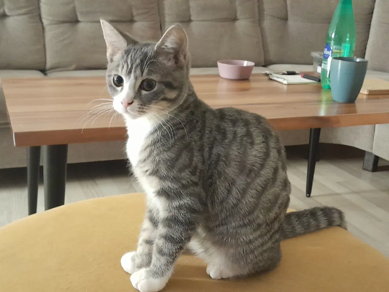 Billede 2 - 16 uger gammel killing