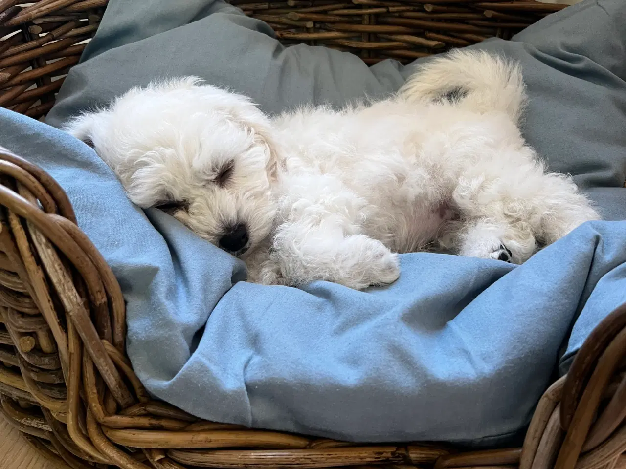 Billede 9 - Bedårende, kærlig og charmerende Bichon Frisé