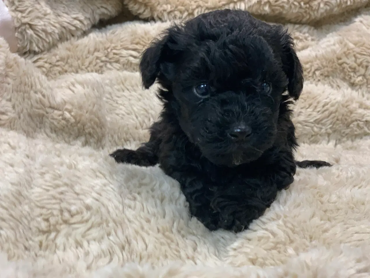 Billede 11 - Mini Maltipoo babyer 