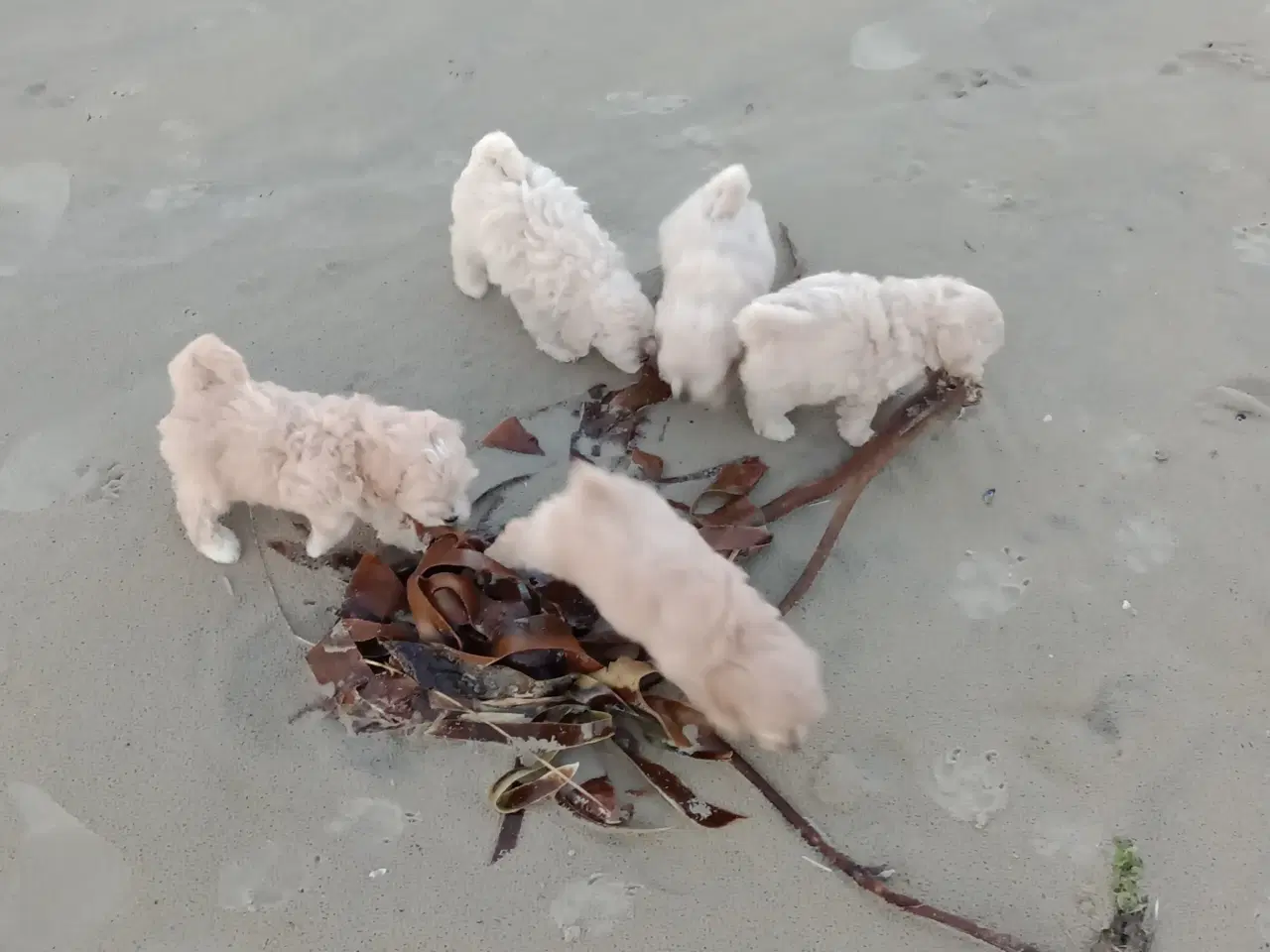 Billede 9 - Maltipoo hvalpe