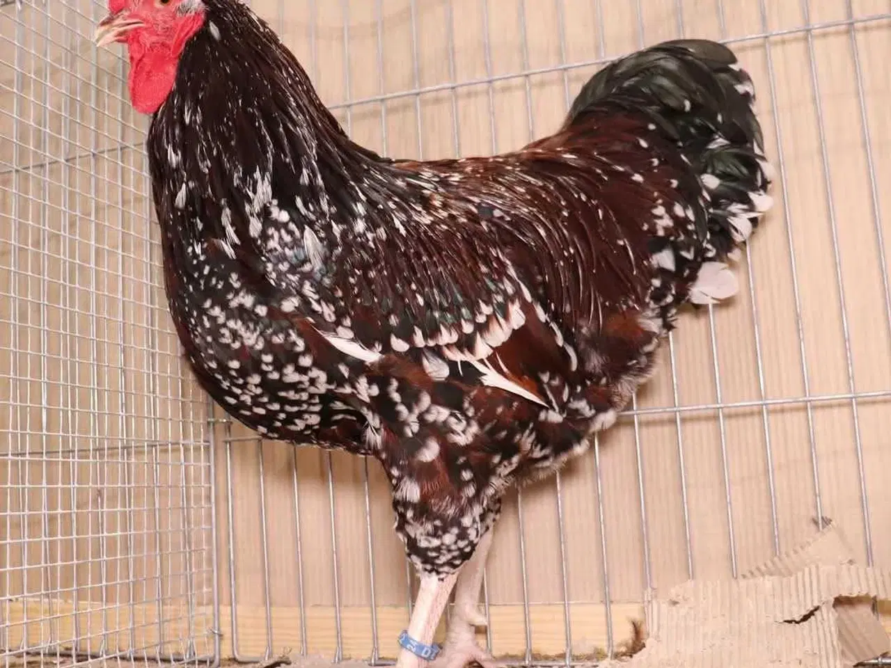 Billede 2 - trefarvede dværg Sussex