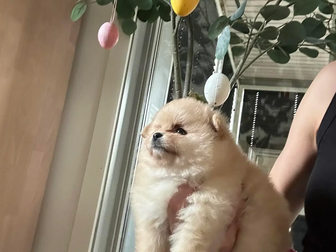 Billede 12 - 3 søde Pomeranian tæver søger kærlige hjem