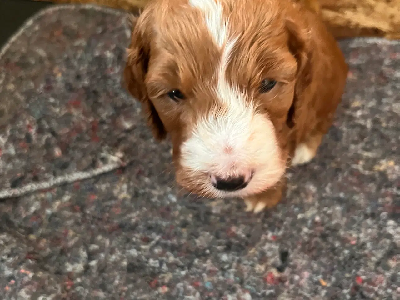 Billede 3 - Cockapoo hvalpe sælges