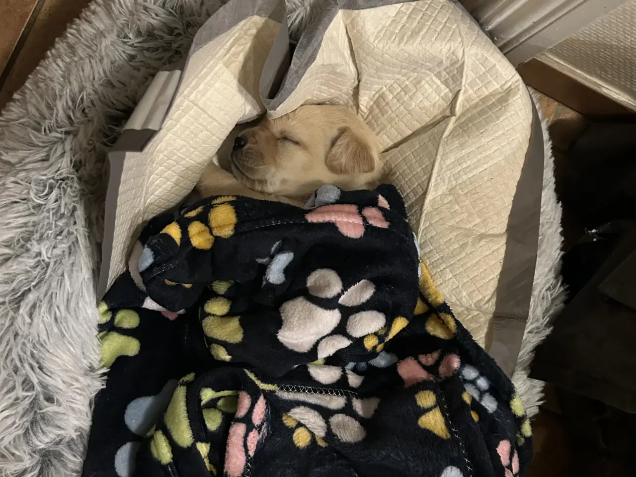 Billede 1 - Udsolgt De sødeste hundehvalpe