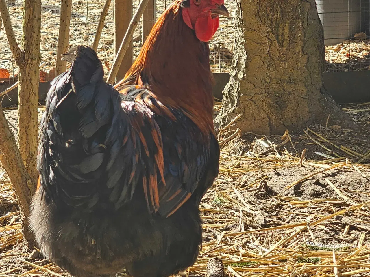 Billede 2 - Maran / blandings hane 