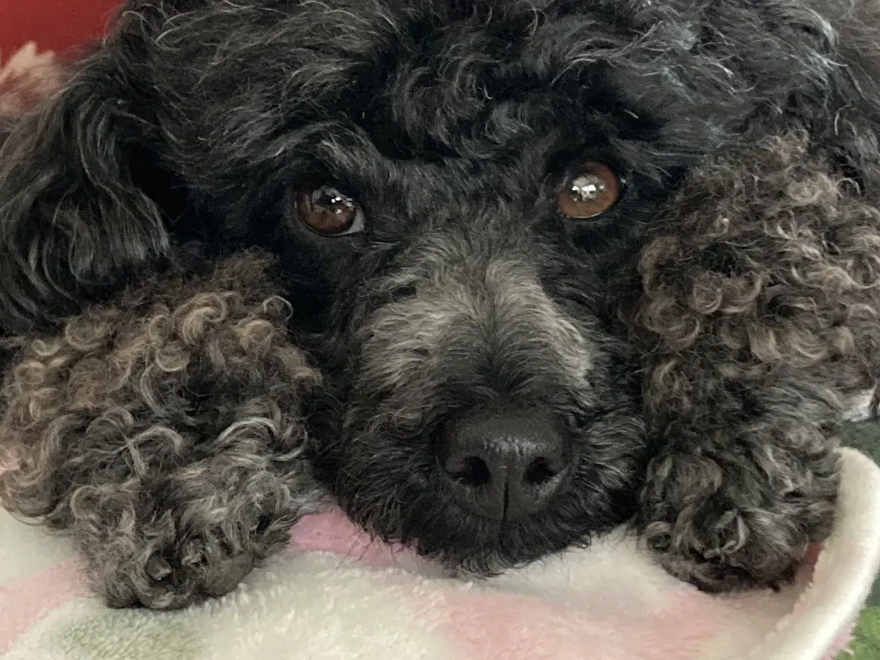 Billede 9 - 5 ugers Dværgpudel drenge