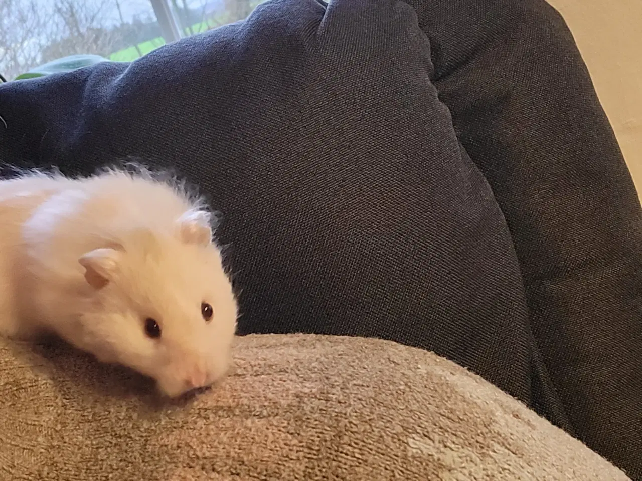 Billede 2 - Langhåret guldhamster med tilbehør 