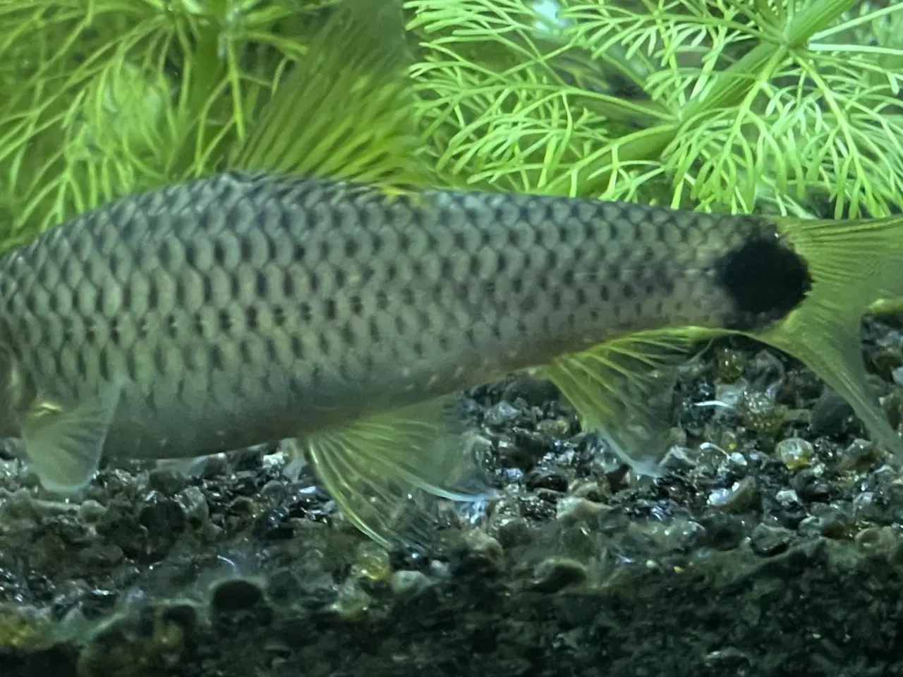 Billede 1 - Silver flying fox  (Crossocheilus reticulatus ) 