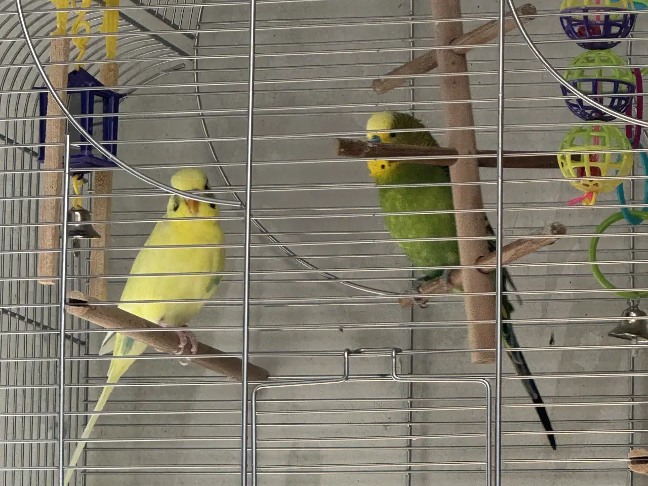 Billede 3 - Undulater med tilbehør