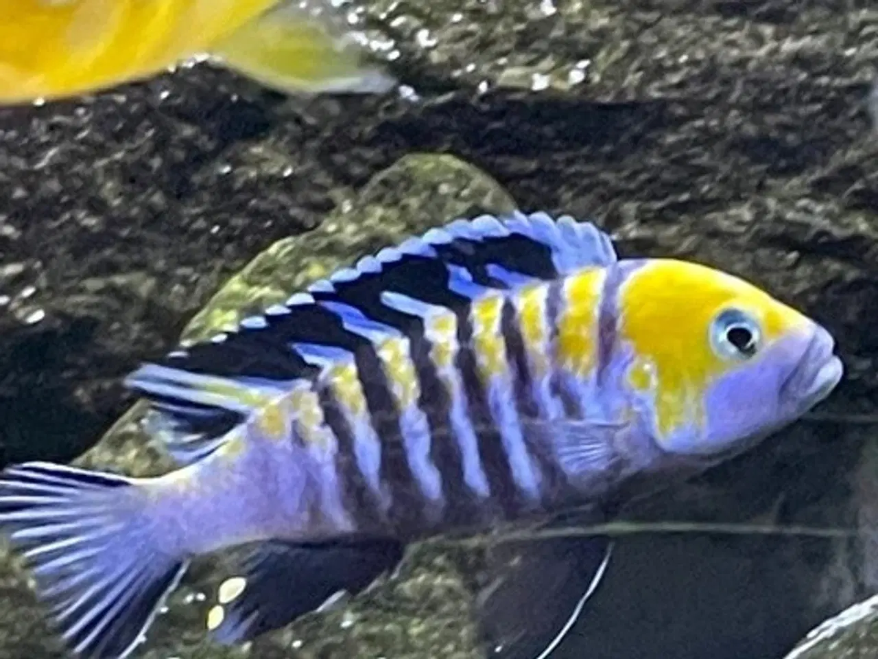 Billede 3 - Cynotilapia Zebroides Cobwe (Afra Cobue) GRUPPE