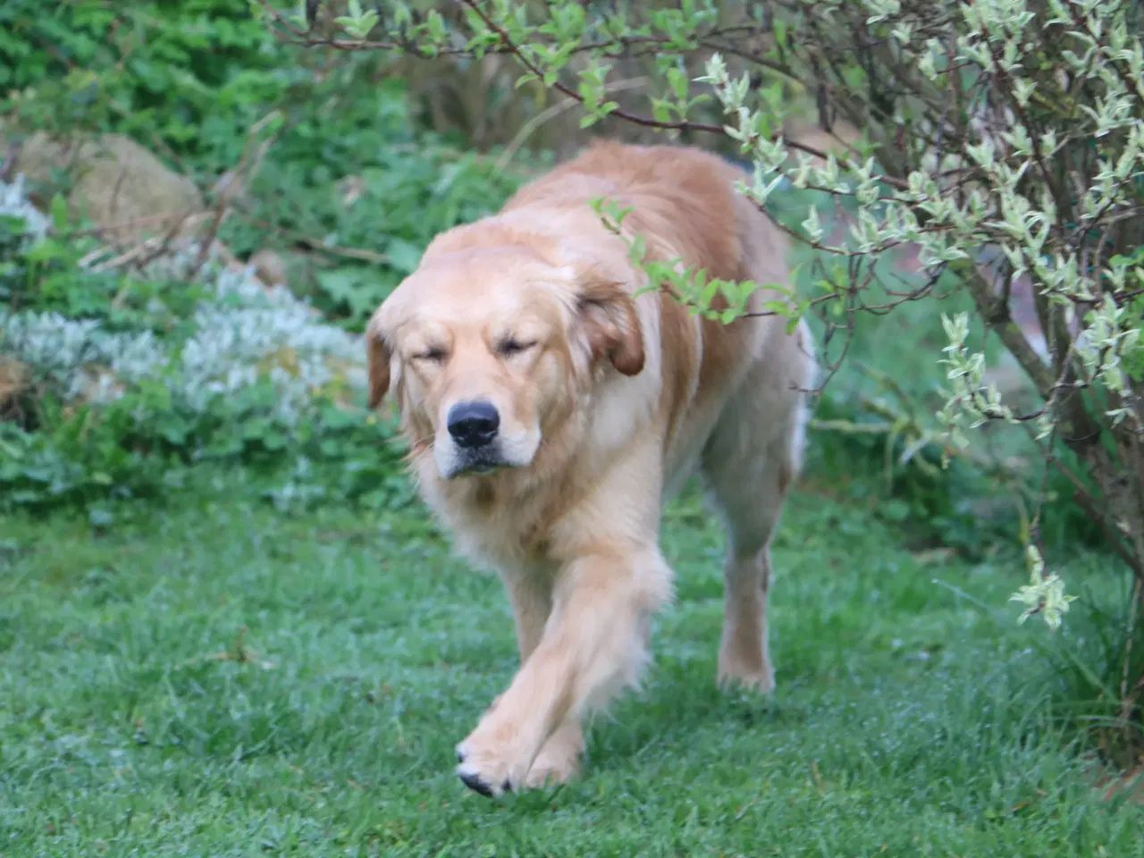 Billede 7 - Golden Retriever tilbydes til parring