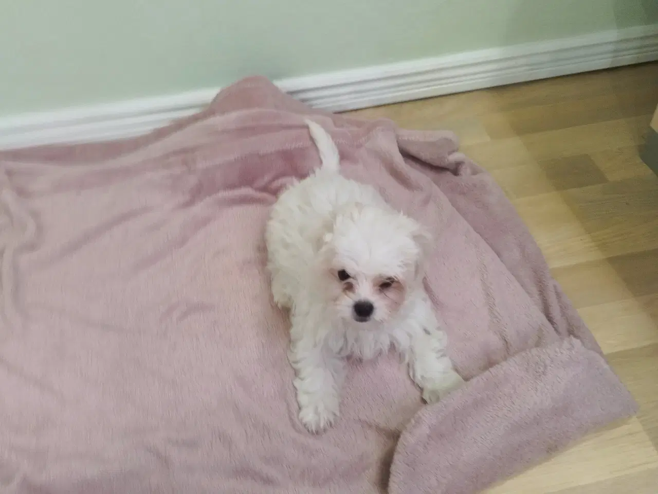 Billede 3 - Coton de Tulear/malteser 