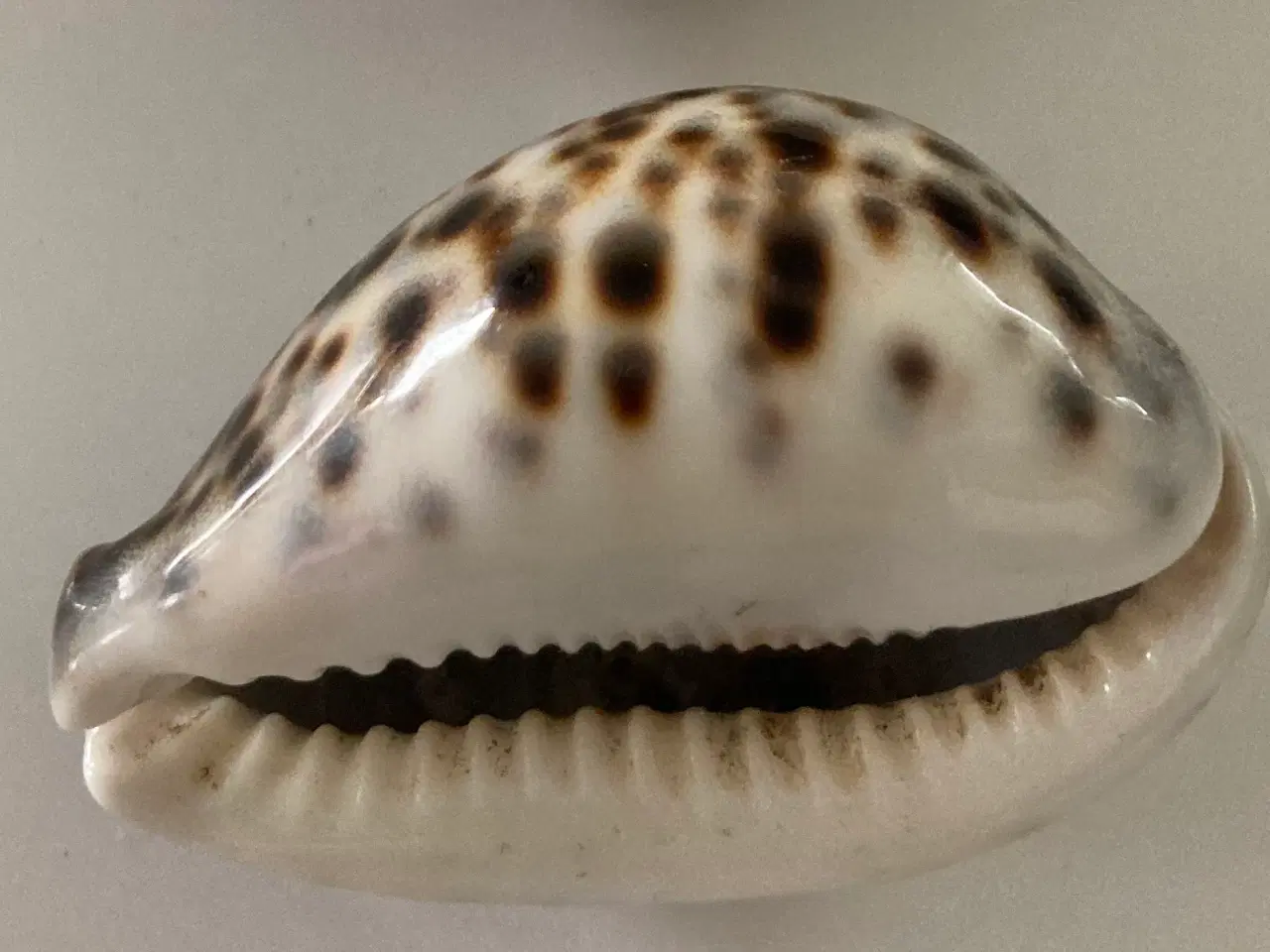 Billede 2 - Konkylie