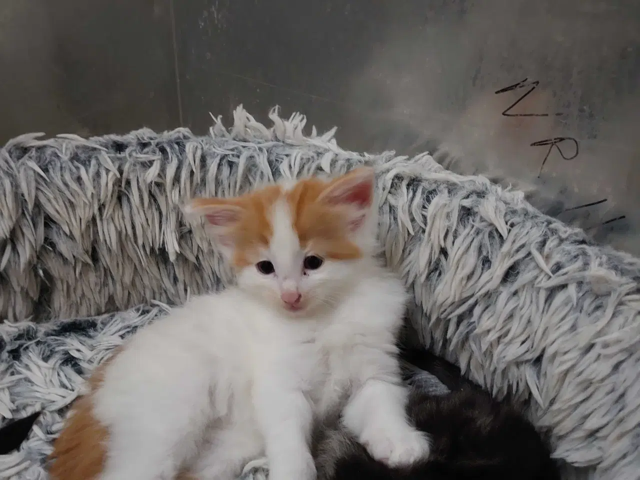 Billede 5 - Norsk skovkat