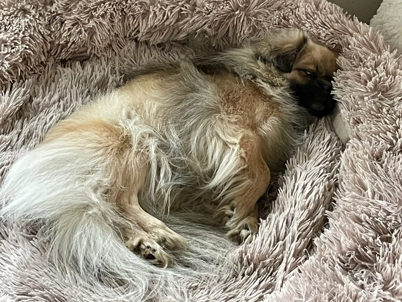 Billede 2 - Tibetansk spaniel, han, 3 år.