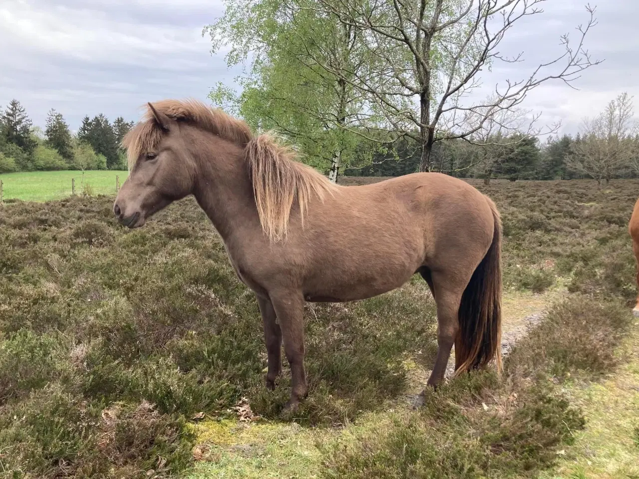 Billede 9 - 4 års islænder hoppe