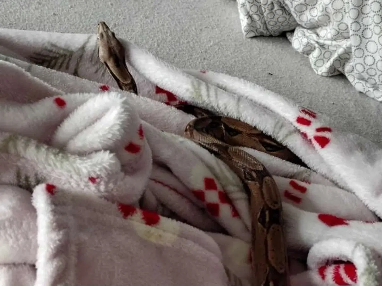 Billede 2 - Boa constrictor+terrarie 