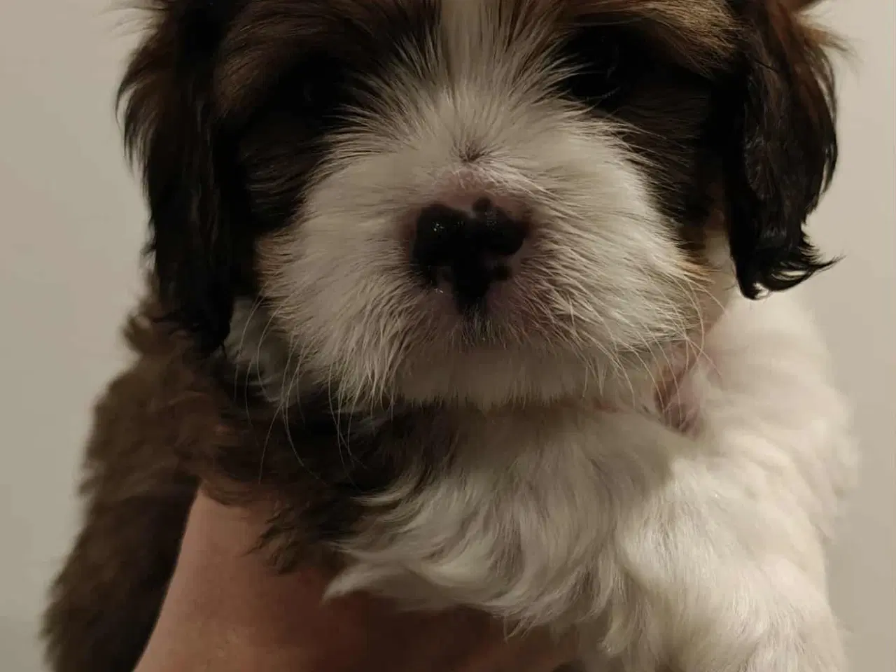 Billede 1 - Flytteklar Shih Tzu blanding hvalpe