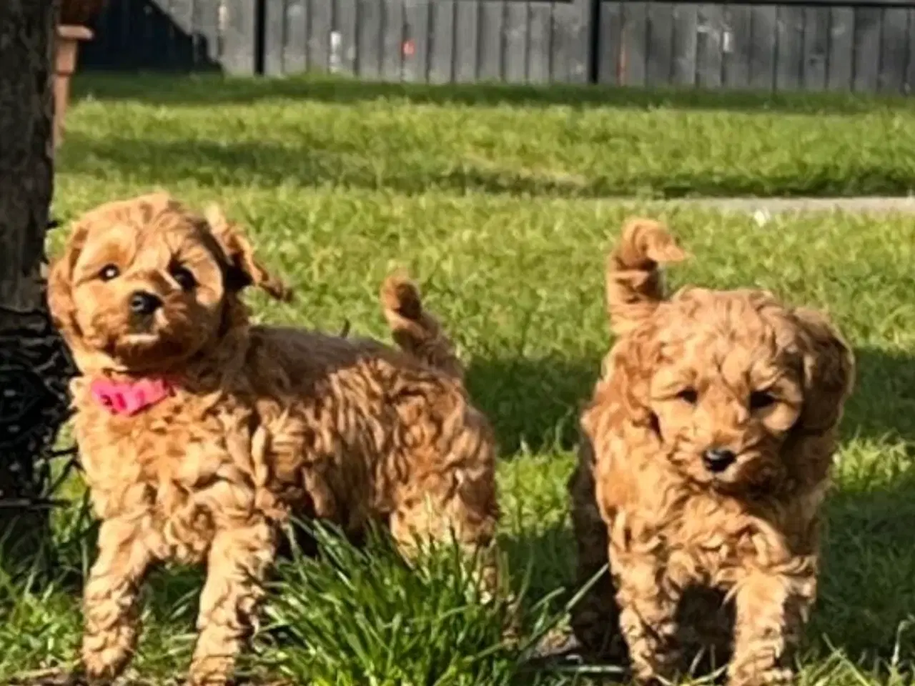 Billede 3 - Cavapoo f1bb