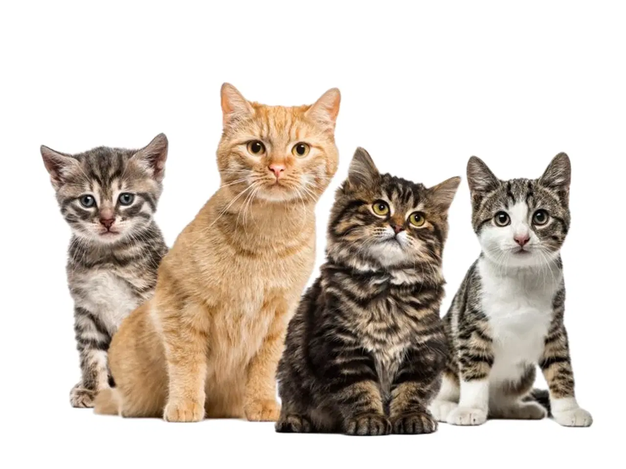 Billede 1 -  søge indendørs huskat 