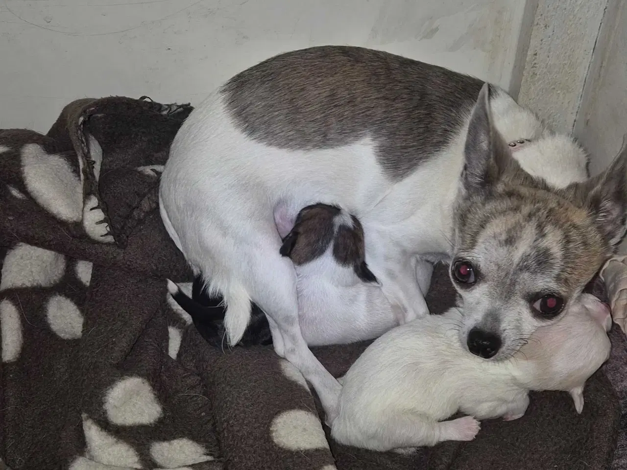 Billede 1 - Små chihuahua