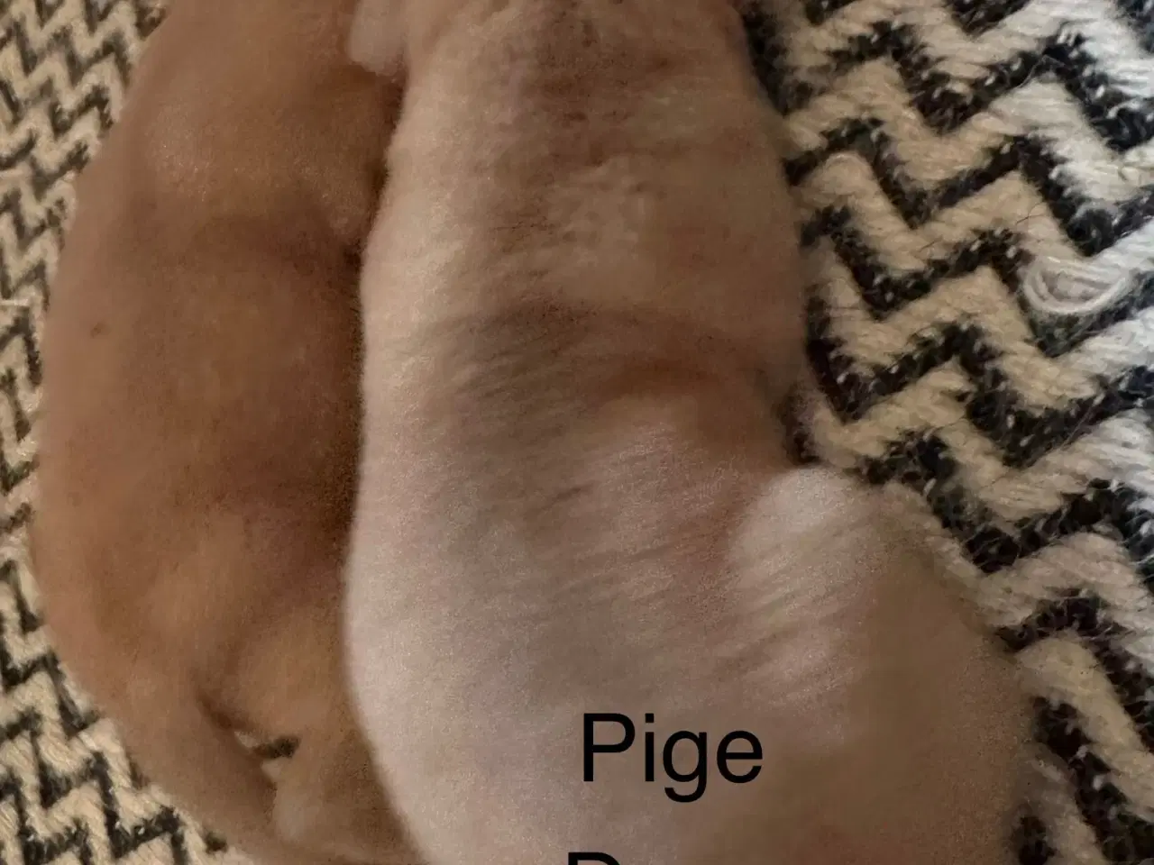 Billede 5 - Hunde