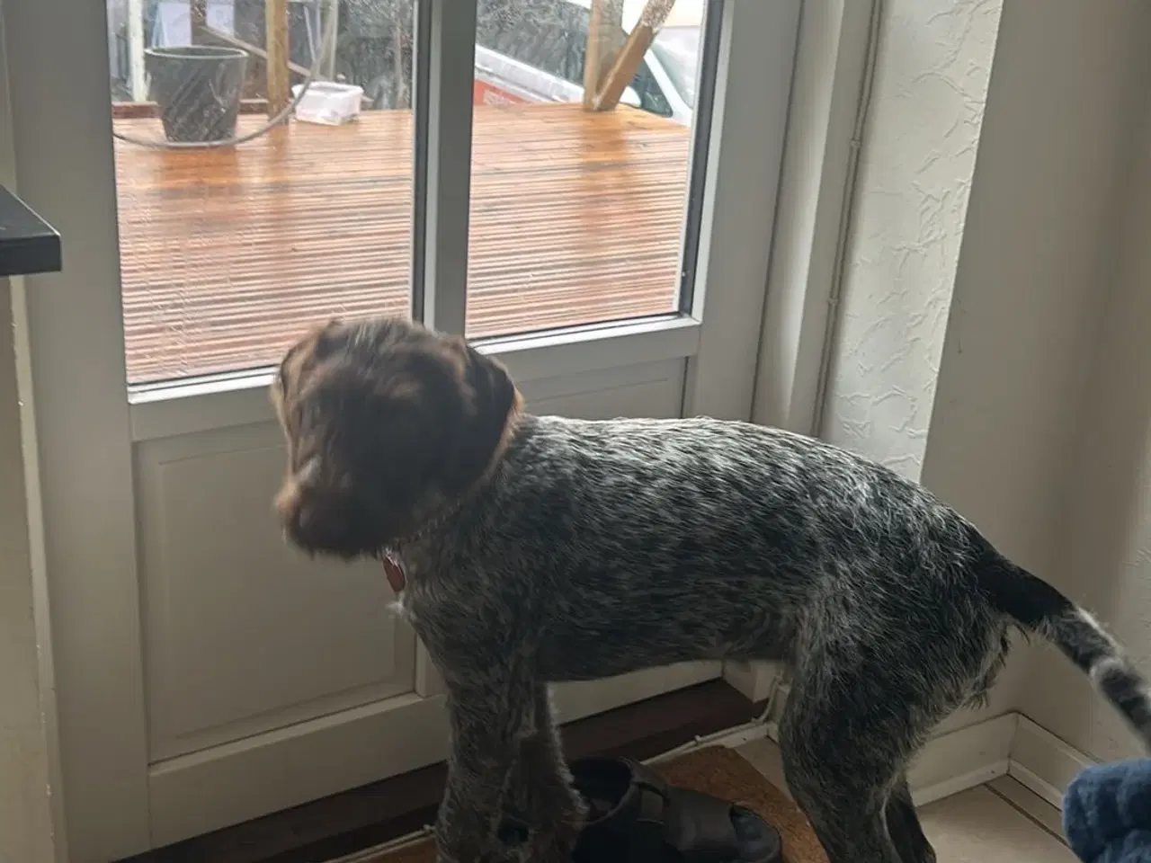 Billede 4 - Ruhåret hønsehund