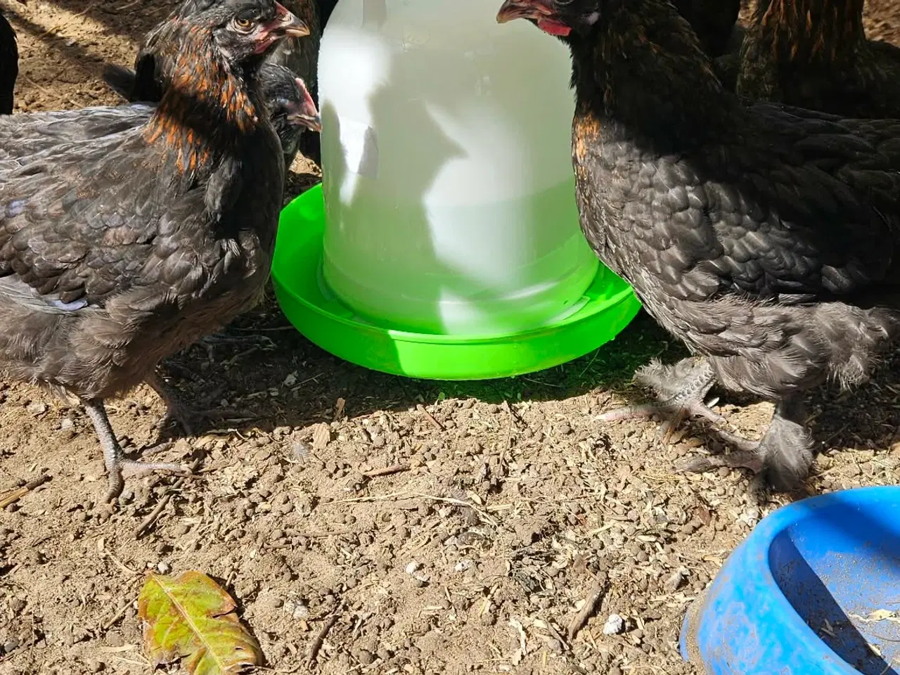 Billede 1 - Blandings kyllinger